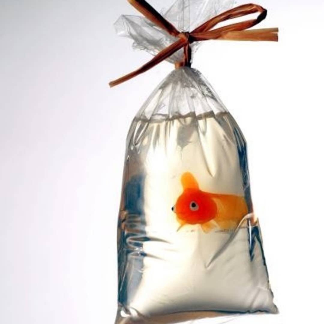 Orange goldfish soap in a bag